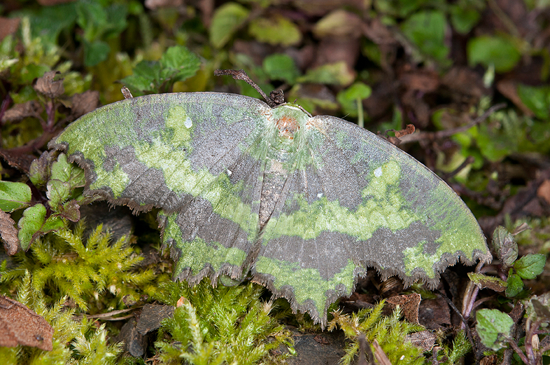 Paramaxates taiwana 臺灣副鋸翅青尺蛾- DearLep 物種頁面